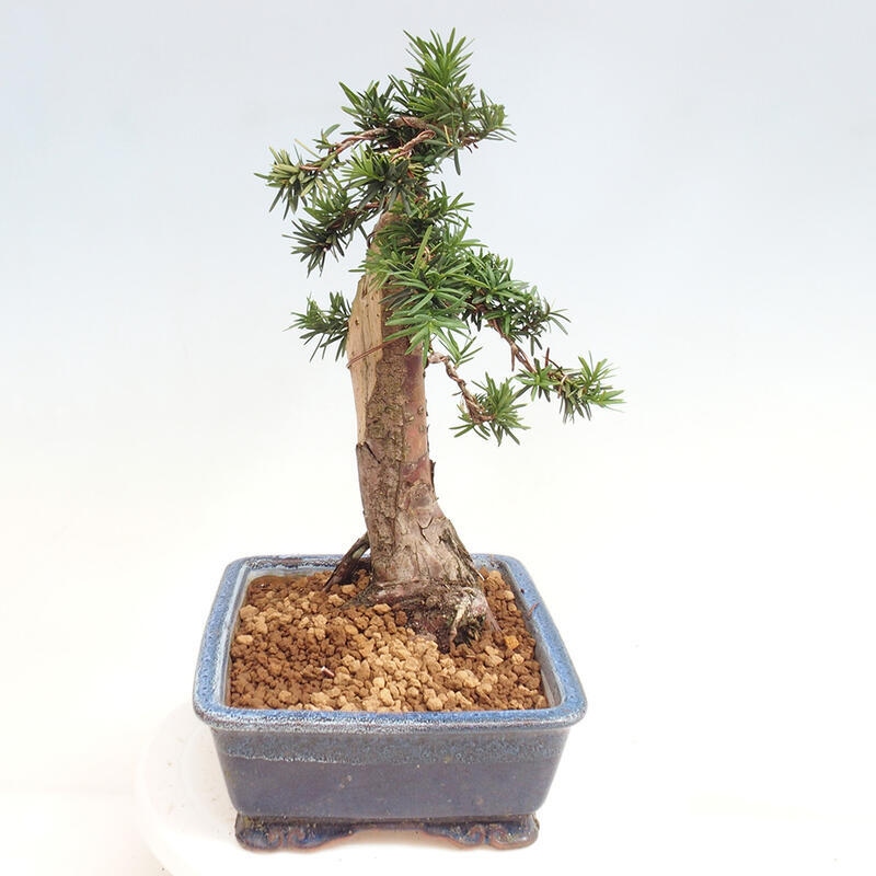 Vonkajší bonsai - Taxus cuspidata - Tis japonský