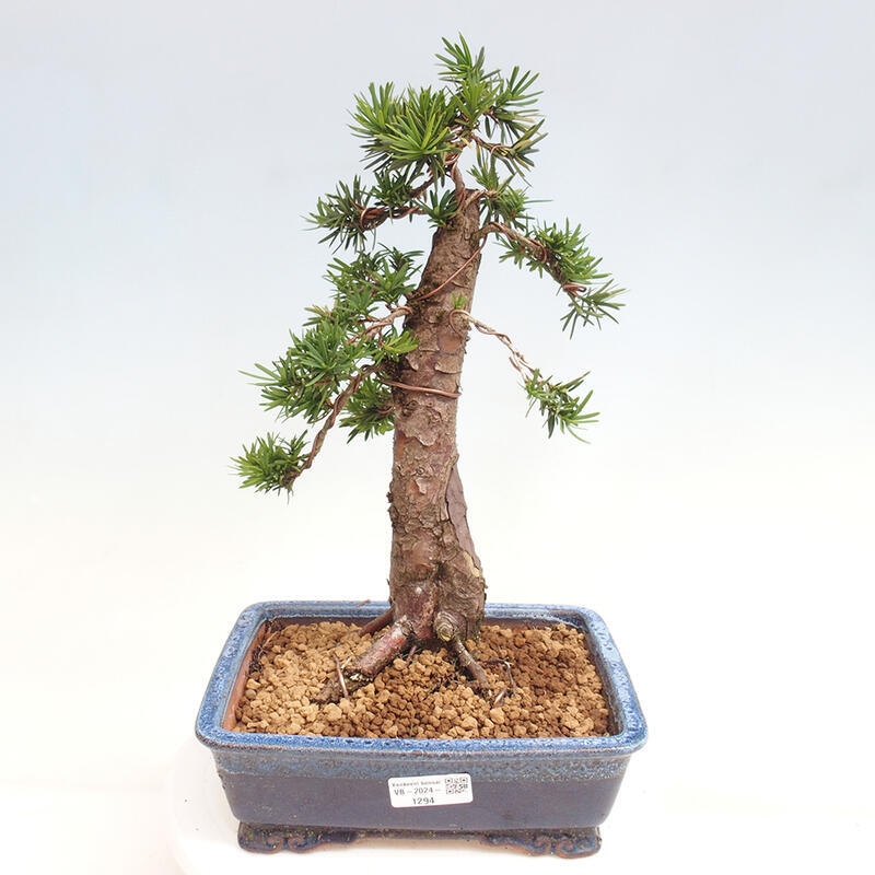 Vonkajší bonsai - Taxus cuspidata - Tis japonský