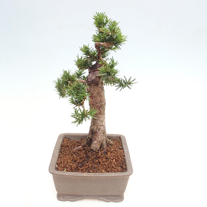 Vonkajší bonsai - Taxus cuspidata - Tis japonský