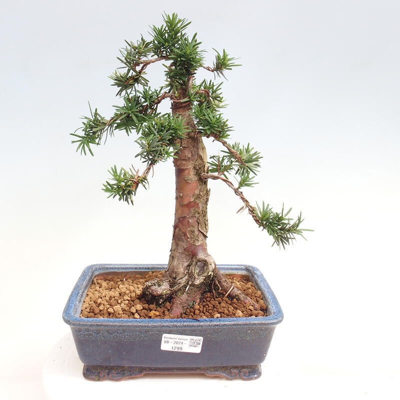 Vonkajší bonsai - Taxus cuspidata - Tis japonský