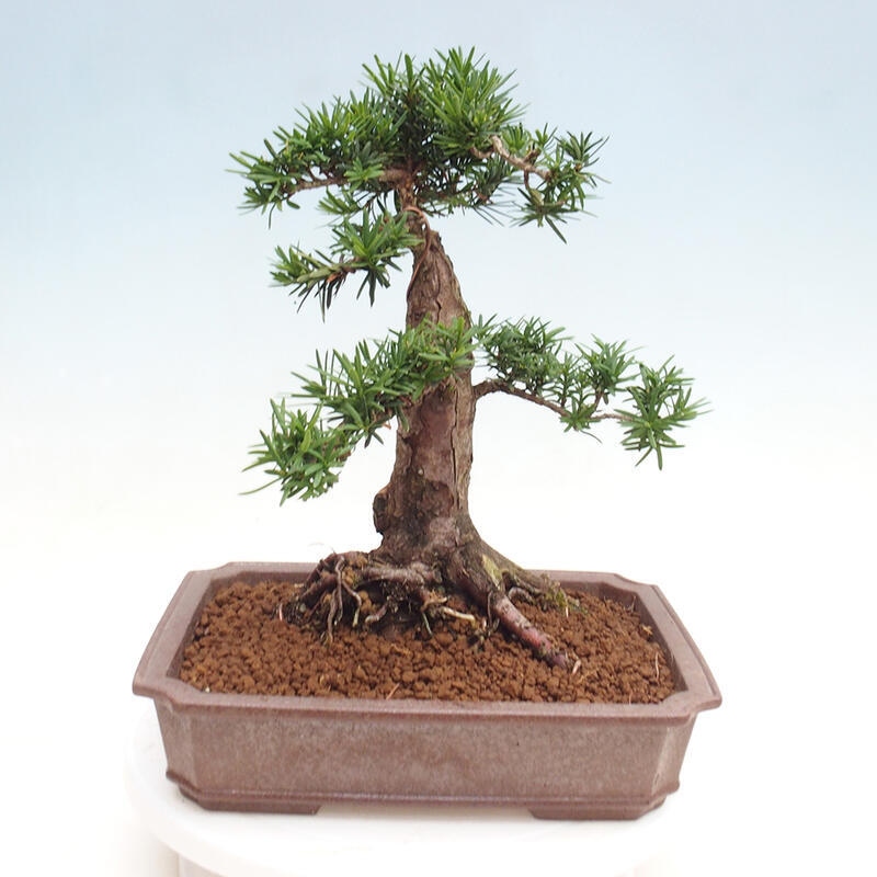 Vonkajší bonsai - Taxus cuspidata - Tis japonský