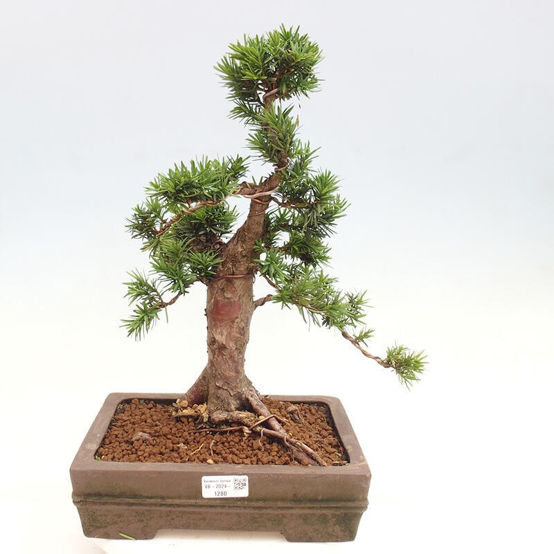 Vonkajší bonsai - Taxus cuspidata - Tis japonský