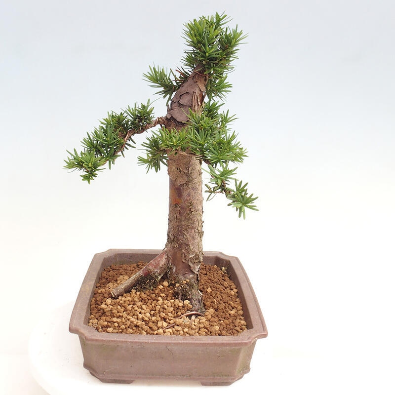 Vonkajší bonsai - Taxus cuspidata - Tis japonský