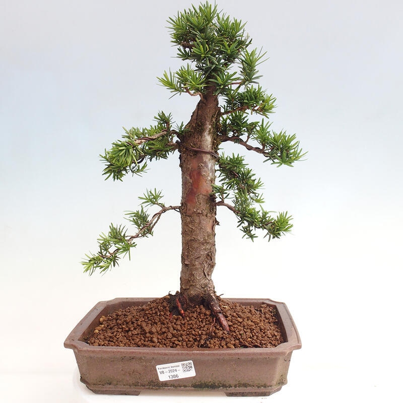 Vonkajší bonsai - Taxus cuspidata - Tis japonský