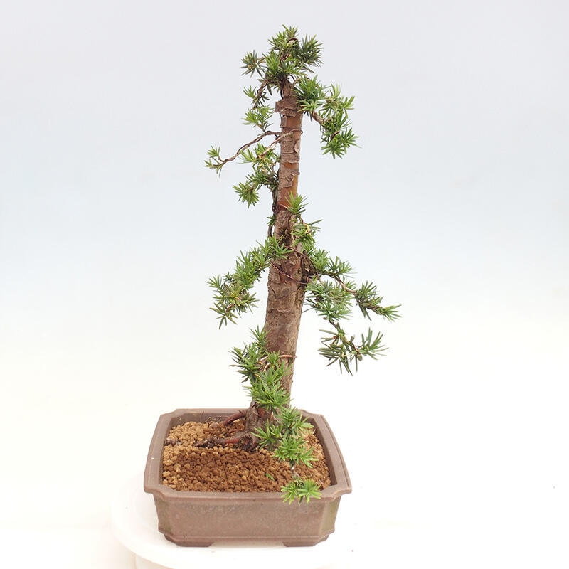 Vonkajší bonsai - Taxus cuspidata - Tis japonský