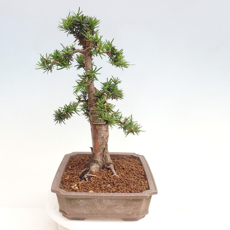 Vonkajší bonsai - Taxus cuspidata - Tis japonský