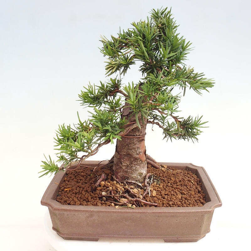 Vonkajší bonsai - Taxus cuspidata - Tis japonský