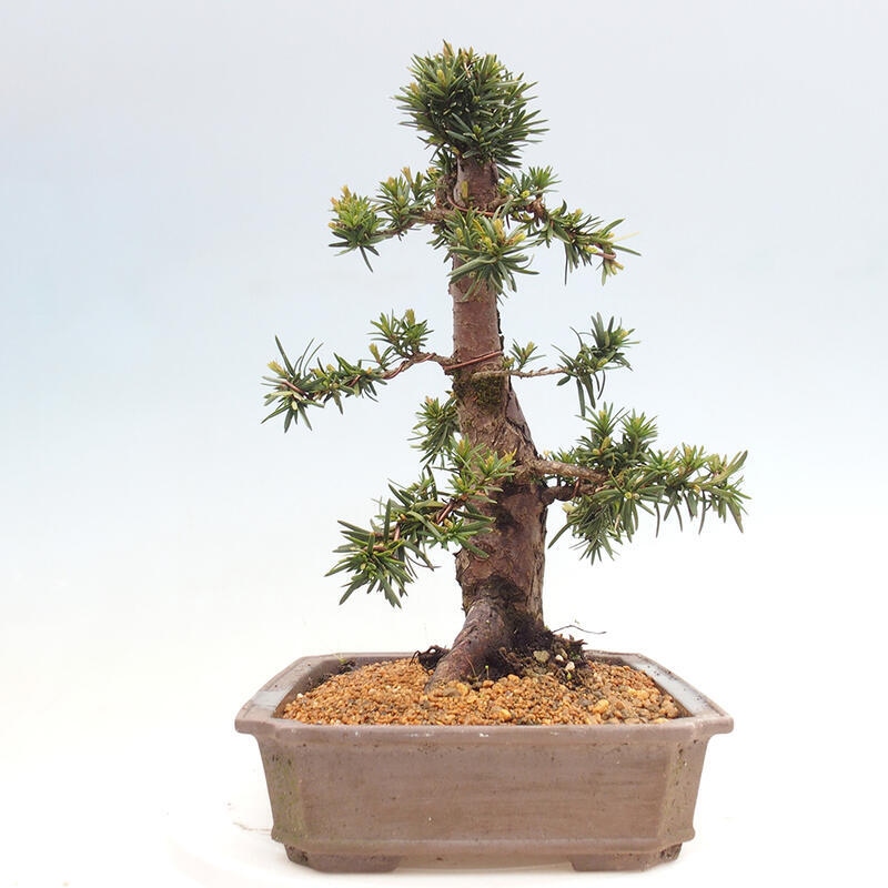 Vonkajší bonsai - Taxus cuspidata - Tis japonský