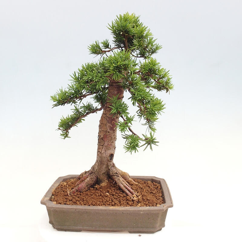 Vonkajší bonsai - Taxus cuspidata - Tis japonský