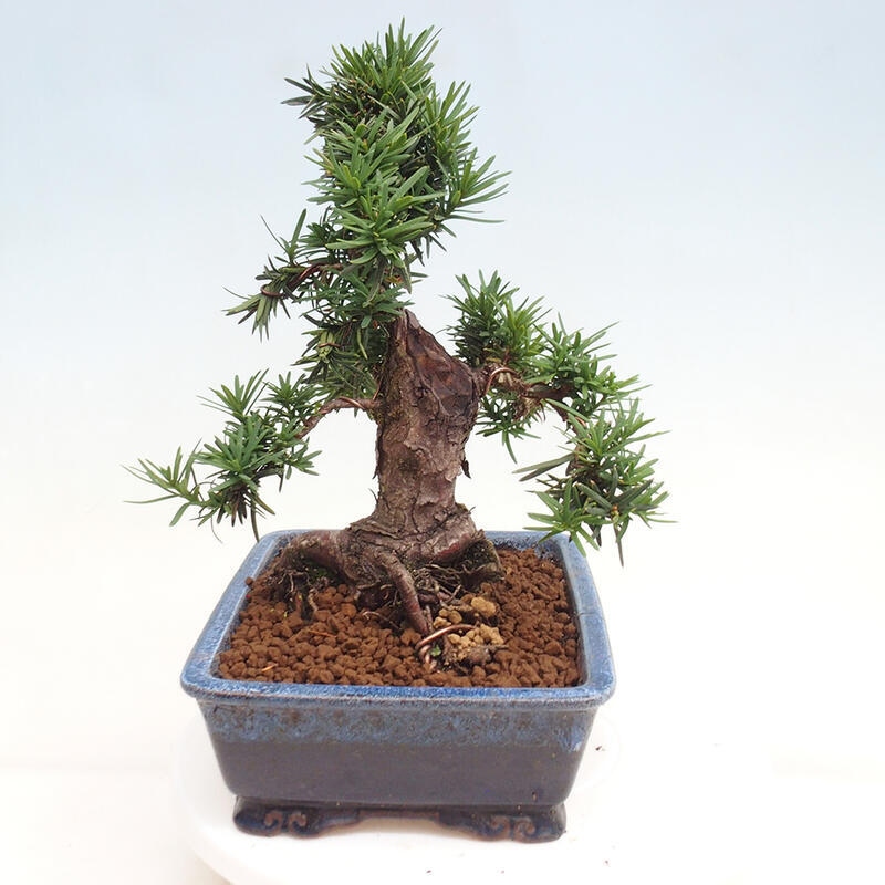 Vonkajší bonsai - Taxus cuspidata - Tis japonský