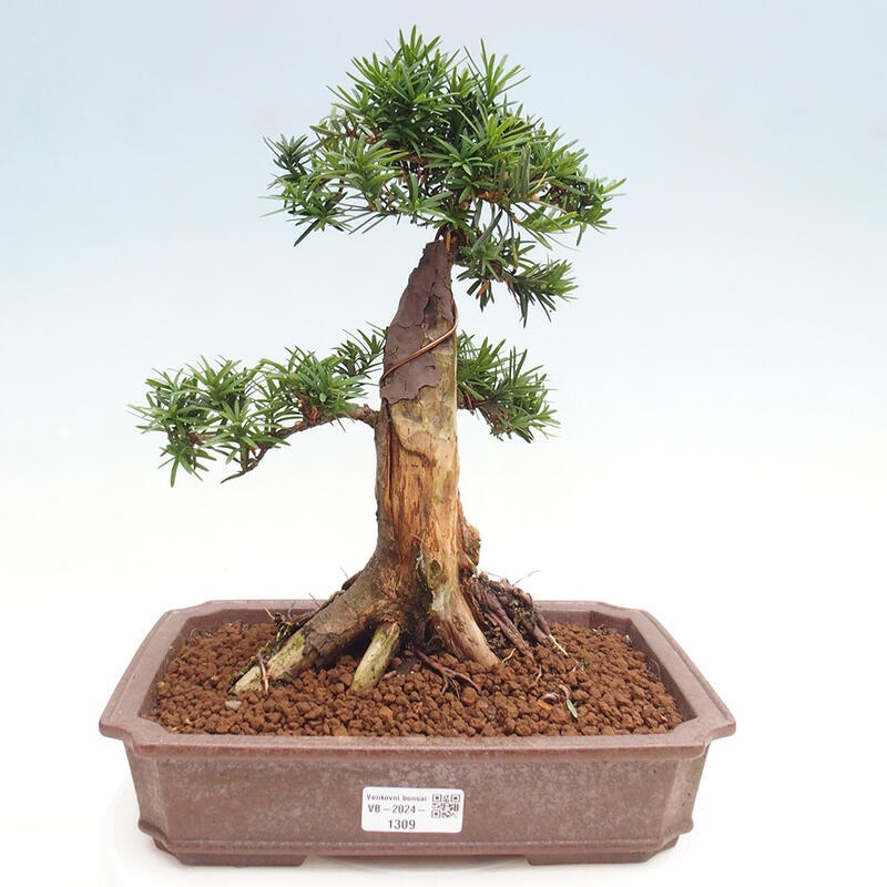 Vonkajší bonsai - Taxus cuspidata - Tis japonský