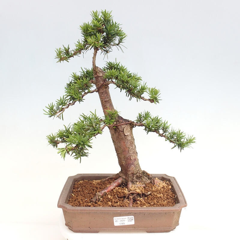 Vonkajší bonsai - Taxus cuspidata - Tis japonský