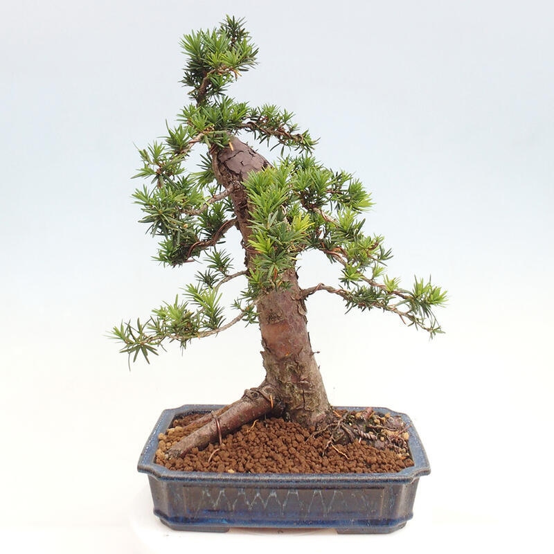 Vonkajší bonsai - Taxus cuspidata - Tis japonský