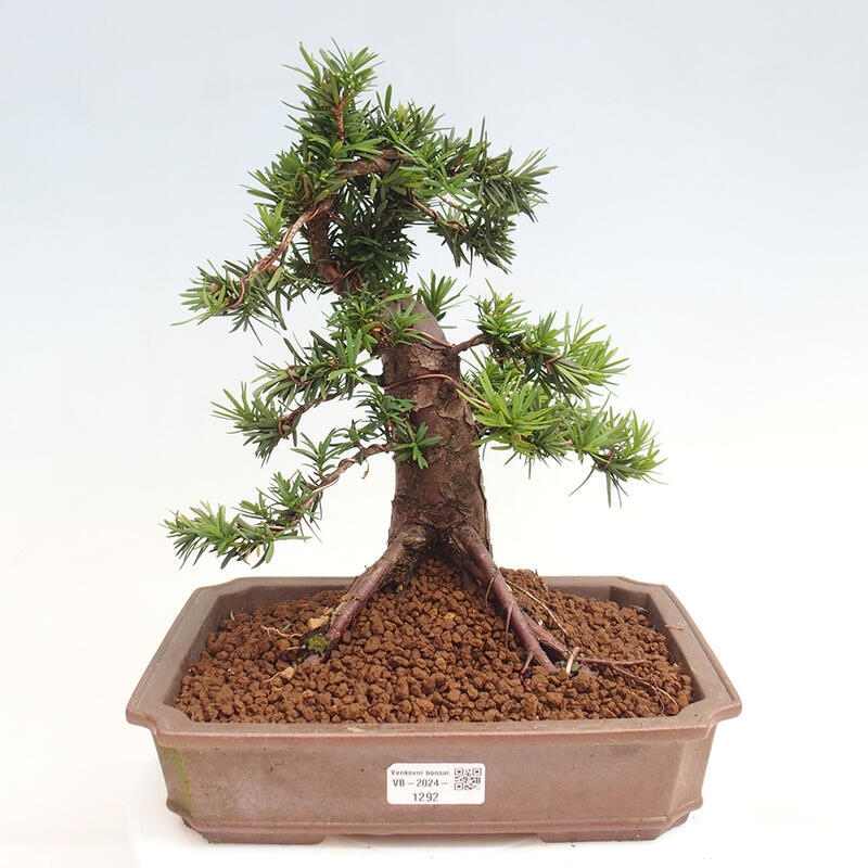 Vonkajší bonsai - Taxus cuspidata - Tis japonský