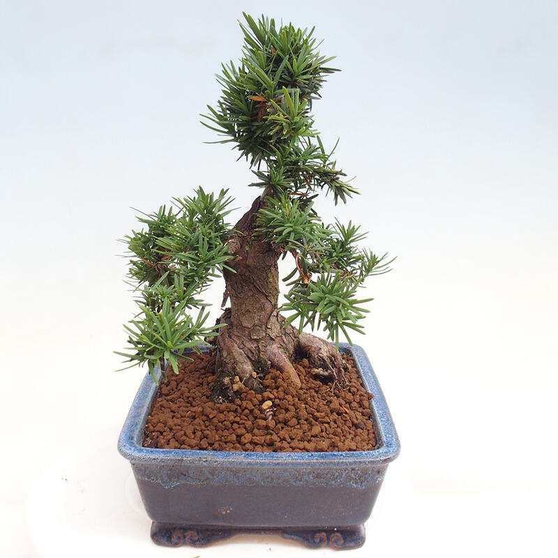 Vonkajší bonsai - Taxus cuspidata - Tis japonský