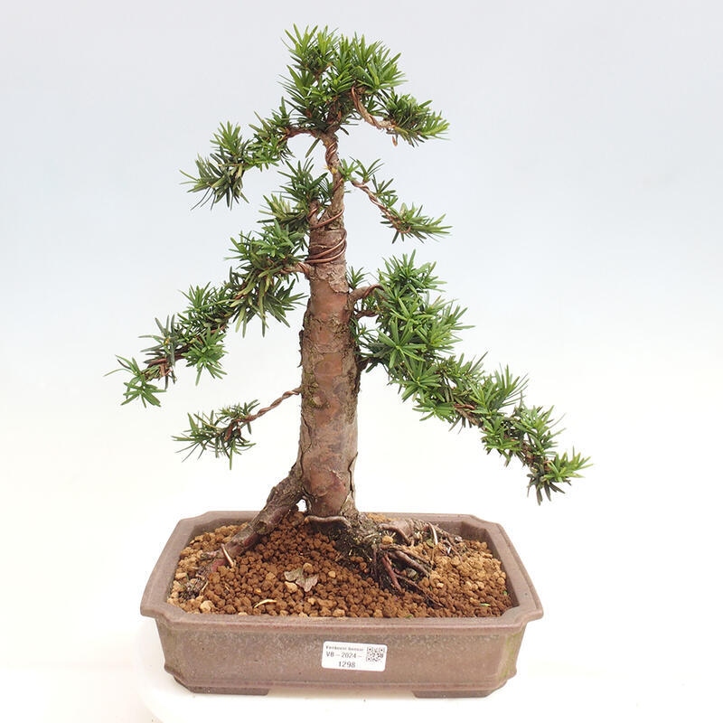 Vonkajší bonsai - Taxus cuspidata - Tis japonský