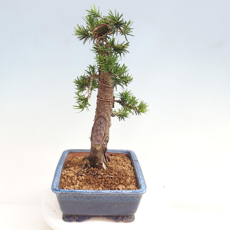 Vonkajší bonsai - Taxus cuspidata - Tis japonský