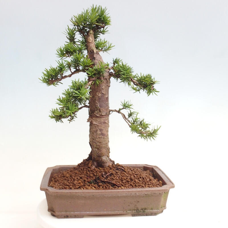 Vonkajší bonsai - Taxus cuspidata - Tis japonský