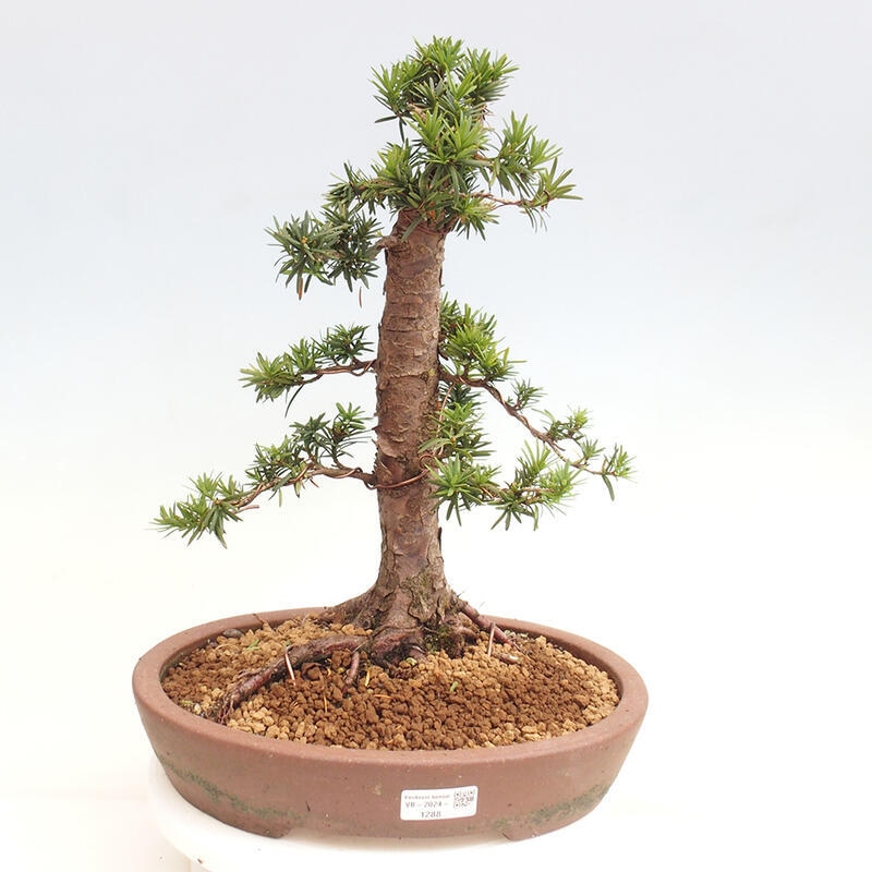 Vonkajší bonsai - Taxus cuspidata - Tis japonský