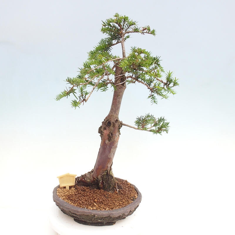 Vonkajší bonsai - Taxus cuspidata - Tis japonský