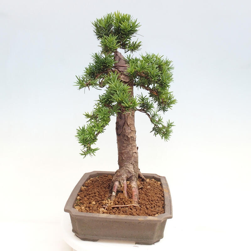 Vonkajší bonsai - Taxus cuspidata - Tis japonský