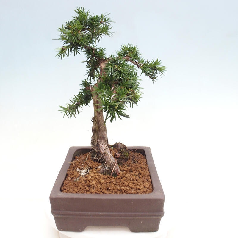 Vonkajší bonsai - Taxus cuspidata - Tis japonský