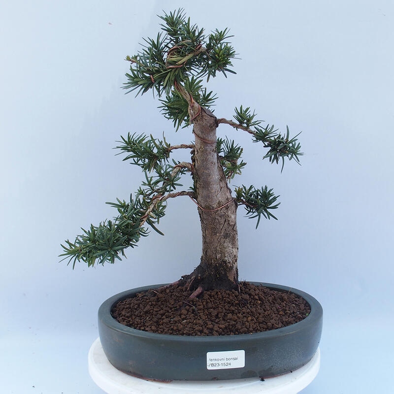 Vonkajší bonsai - Taxus cuspidata - Tis japonský