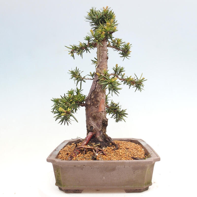 Vonkajší bonsai - Taxus cuspidata - Tis japonský