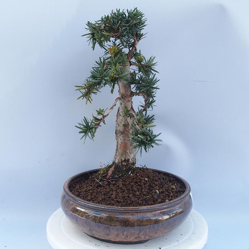 Vonkajší bonsai - Taxus cuspidata - Tis japonský