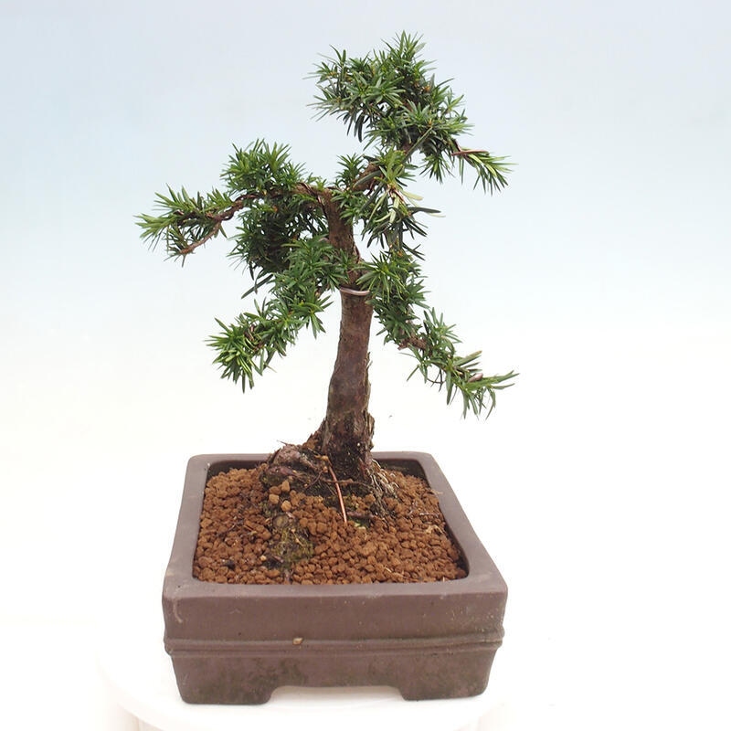 Vonkajší bonsai - Taxus cuspidata - Tis japonský