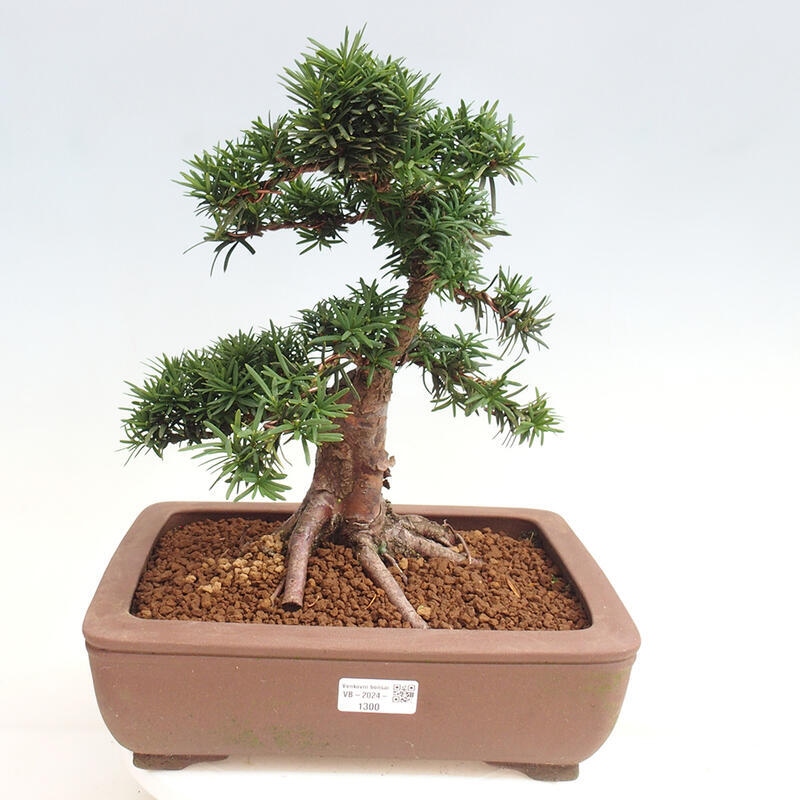 Vonkajší bonsai - Taxus cuspidata - Tis japonský