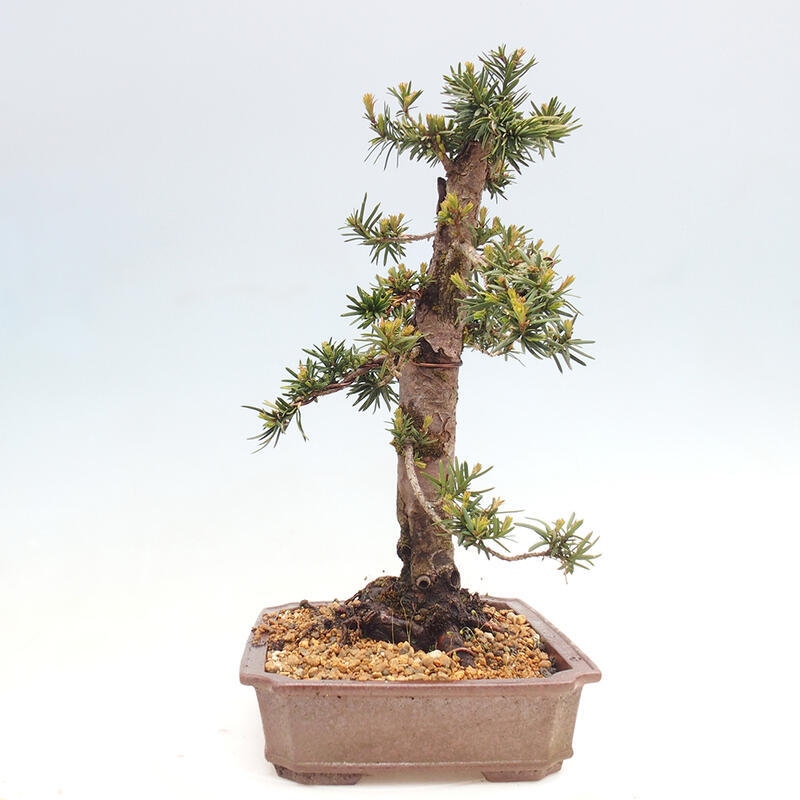 Vonkajší bonsai - Taxus cuspidata - Tis japonský