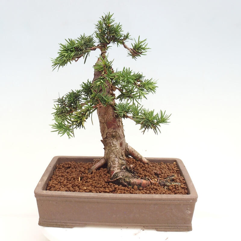 Vonkajší bonsai - Taxus cuspidata - Tis japonský