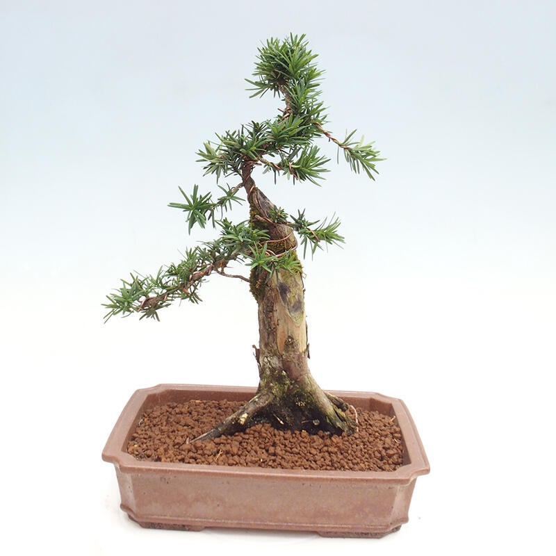 Vonkajší bonsai - Taxus cuspidata - Tis japonský