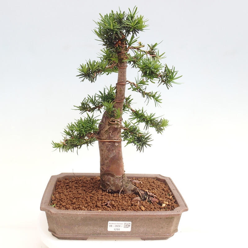 Vonkajší bonsai - Taxus cuspidata - Tis japonský