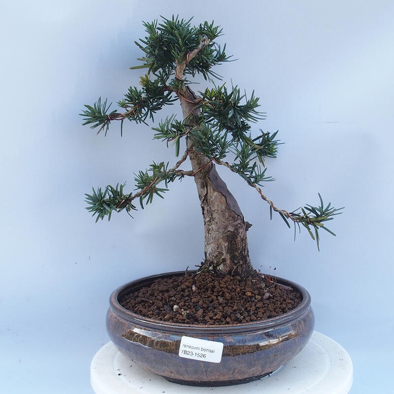 Vonkajší bonsai - Taxus cuspidata - Tis japonský