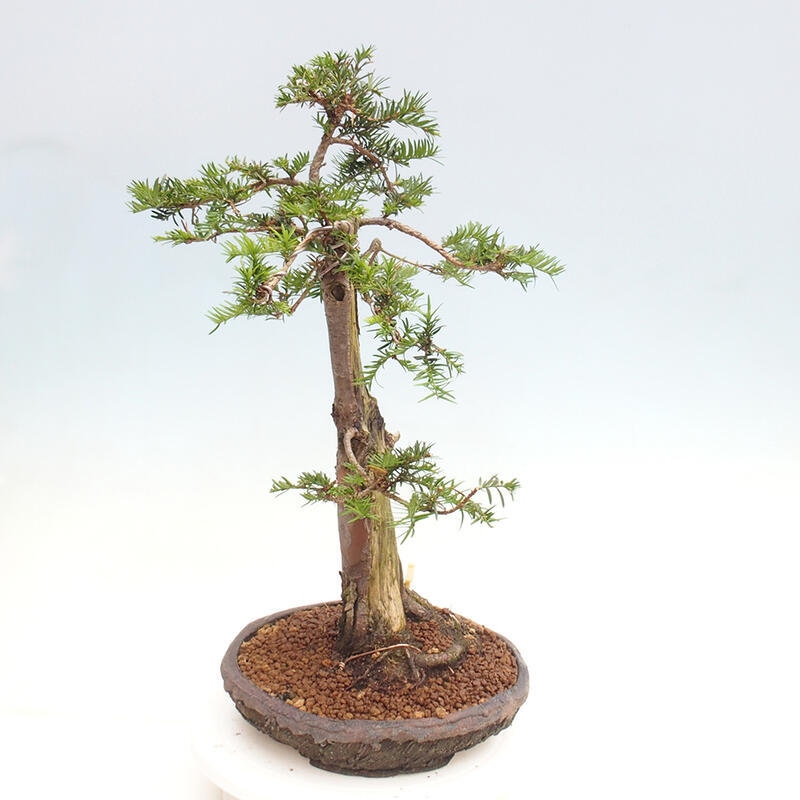 Vonkajší bonsai - Taxus cuspidata - Tis japonský