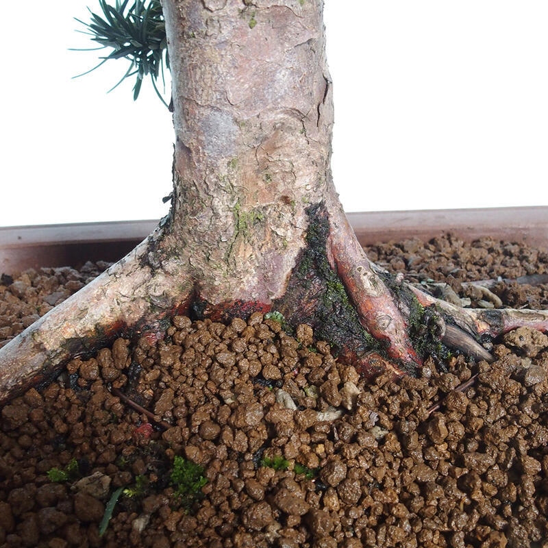 Vonkajší bonsai - Taxus cuspidata - Tis japonský