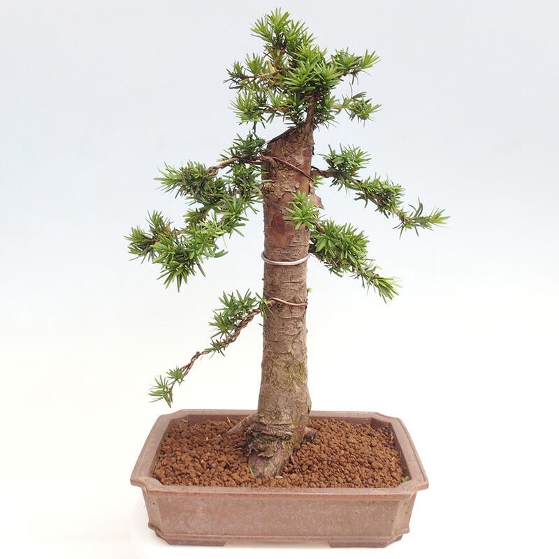 Vonkajší bonsai - Taxus cuspidata - Tis japonský