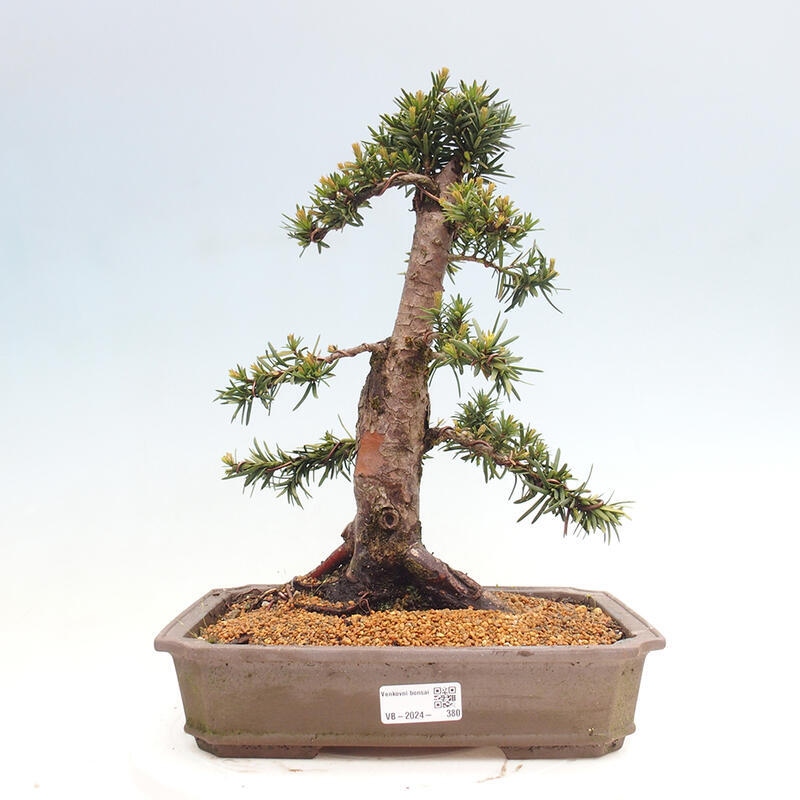 Vonkajší bonsai - Taxus cuspidata - Tis japonský