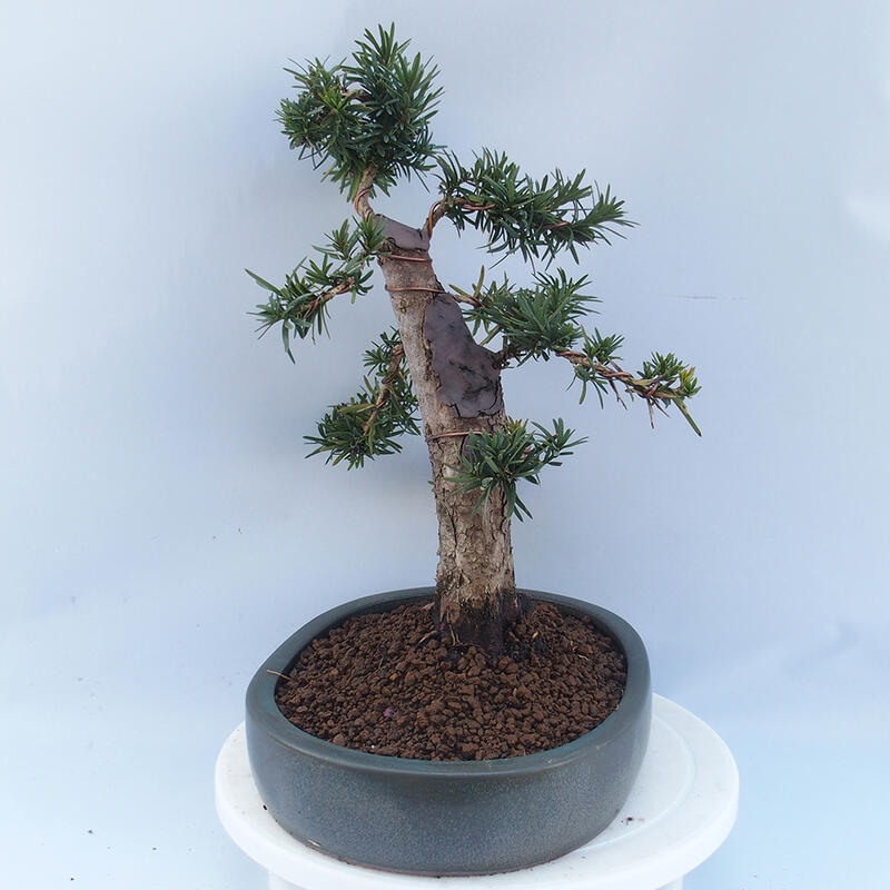 Vonkajší bonsai - Taxus cuspidata - Tis japonský