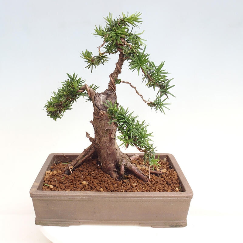 Vonkajší bonsai - Taxus cuspidata - Tis japonský