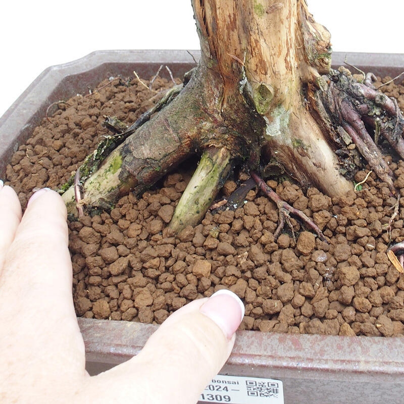 Vonkajší bonsai - Taxus cuspidata - Tis japonský