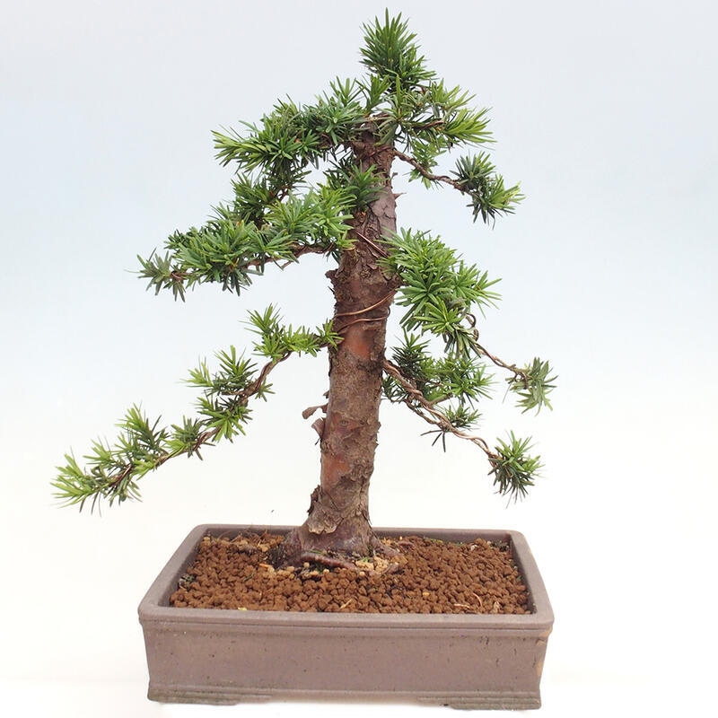 Vonkajší bonsai - Taxus cuspidata - Tis japonský