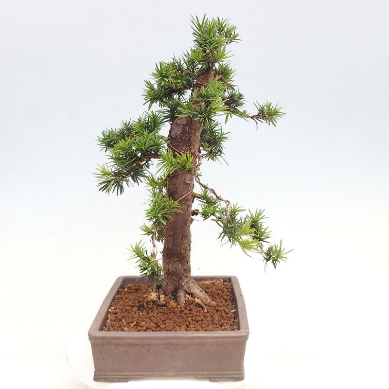 Vonkajší bonsai - Taxus cuspidata - Tis japonský