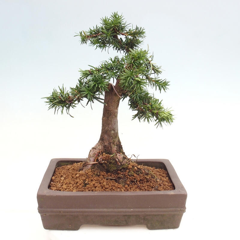 Vonkajší bonsai - Taxus cuspidata - Tis japonský