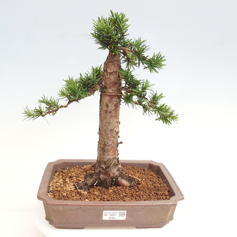 Vonkajší bonsai - Taxus cuspidata - Tis japonský