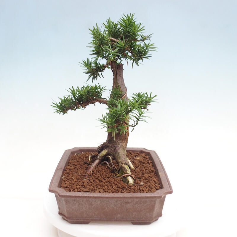 Vonkajší bonsai - Taxus cuspidata - Tis japonský