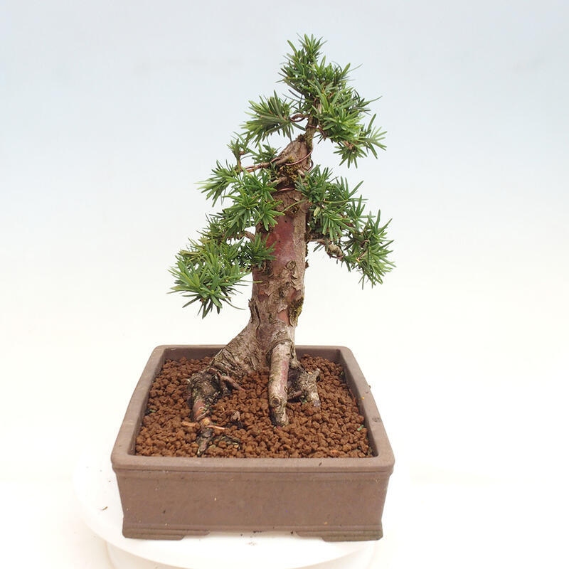 Vonkajší bonsai - Taxus cuspidata - Tis japonský