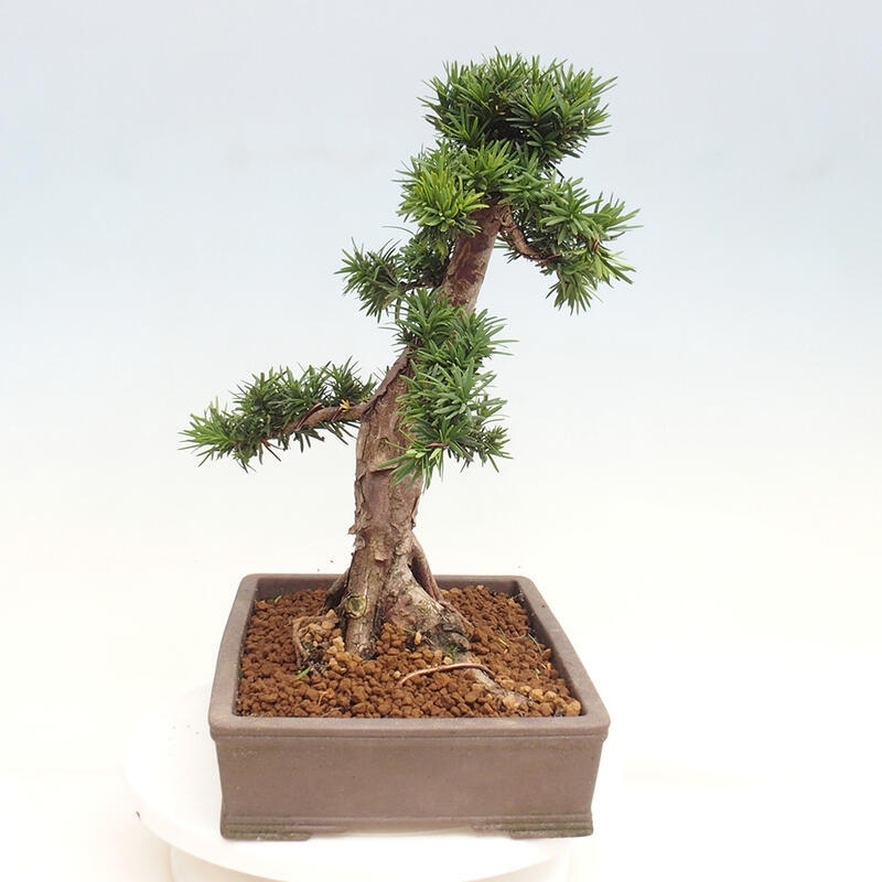 Vonkajší bonsai - Taxus cuspidata - Tis japonský